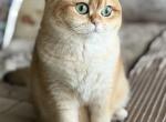 Litter A - British Shorthair Kitten For Sale - Cherry Valley&comma; IL&comma; US