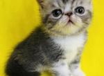 PISCES - Exotic Kitten For Sale - 