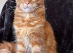 Patrik - Maine Coon Kitten For Sale - 