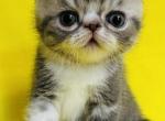 PISCES&lowbar;1 - Persian Kitten For Sale - 