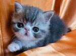 Skyy - Exotic Kitten For Sale - 