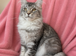 Girl V83 - Maine Coon Kitten For Sale - 