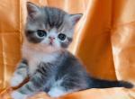 Skyy&lowbar;1 - Persian Kitten For Sale - Philadelphia&comma; PA&comma; US