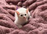 Scottish Straight male - Scottish Straight Kitten For Sale - 