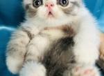 Cobalt&lowbar;1 - Persian Kitten For Sale - Philadelphia&comma; PA&comma; US