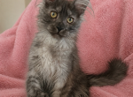 Naimi - Maine Coon Kitten For Sale - 