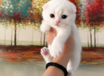 Cute Scottish Fold - Scottish Fold Kitten For Sale - 