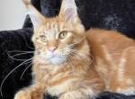 Patrik - Maine Coon Kitten For Sale - Millingport&comma; NC&comma; US