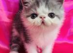 Alize - Exotic Kitten For Sale - Philadelphia&comma; PA&comma; US