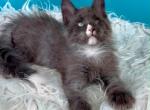 Sherlok - Maine Coon Kitten For Sale - Millingport&comma; NC&comma; US