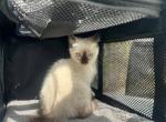 Milo - Siamese Kitten For Sale - 