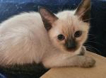Shee - Siamese Kitten For Sale - 