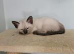 She - Siamese Kitten For Sale - 