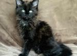 Nero - Maine Coon Kitten For Sale - Chicago&comma; IL&comma; US