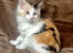 Cali - Maine Coon Kitten For Sale - Chicago&comma; IL&comma; US