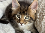 Neco - Maine Coon Kitten For Sale - Chicopee&comma; MA&comma; US
