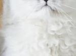 Silver boy - Persian Cat For Sale - 