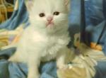 White blue eyes Persian - Persian Kitten For Sale - 