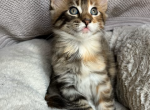 Bella - Maine Coon Kitten For Sale - Chicopee&comma; MA&comma; US