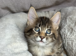 Gerta - Maine Coon Kitten For Sale - Chicopee&comma; MA&comma; US