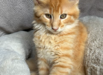 Nick - Maine Coon Kitten For Sale - Chicopee&comma; MA&comma; US