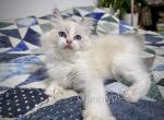 Egbert - Ragdoll Kitten For Sale - 