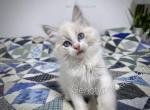 Egbert - Ragdoll Kitten For Sale - Tuscaloosa&comma; AL&comma; US