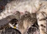 Coconut and chips litter - Bengal Kitten For Sale - Tallahassee&comma; FL&comma; US