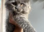Maine Coon - Maine Coon Kitten For Sale - Hainesville&comma; IL&comma; US
