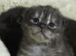 Kalbosk - Persian Kitten For Sale - Baltimore&comma; MD&comma; US