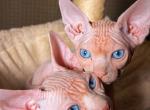 Honey - Sphynx Kitten For Sale - 