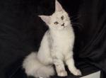 Only breeder - Maine Coon Kitten For Sale - NY&comma; US