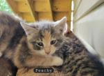 Peachy - Domestic Kitten For Sale - Orrville&comma; OH&comma; US