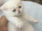 Persian white boy - Persian Kitten For Sale - 