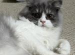 Baw - Persian Kitten For Sale - Williamstown&comma; NJ&comma; US