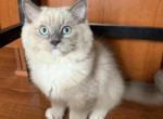 Fawn Ragdoll Kitten with Stunning Blue Eyes - Ragdoll Kitten For Sale - Laurel&comma; MD&comma; US