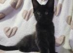 TITAN - Maine Coon Kitten For Sale - 