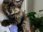 Maine coon - Maine Coon Kitten For Sale - Fairfield&comma; OH&comma; US