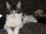Wolfe - Maine Coon Kitten For Sale - Zanesville&comma; OH&comma; US