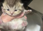 Pola - British Shorthair Kitten For Sale - Englewood&comma; CO&comma; US