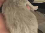 Puffy - British Shorthair Kitten For Sale - Englewood&comma; CO&comma; US