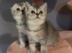 Scottish Straight Girl available for reservation - Scottish Straight Kitten For Sale - Lindenhurst&comma; NY&comma; US
