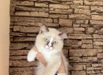 Female Kitty Ragdoll - Ragdoll Kitten For Sale - 