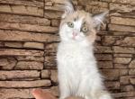 Female Ragdoll Kitten - Ragdoll Kitten For Sale - Warwick&comma; RI&comma; US
