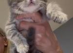 Scottish Fold Girl - Scottish Fold Kitten For Sale - 