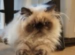 Dozer - Himalayan Kitten For Sale - Shirley&comma; MA&comma; US