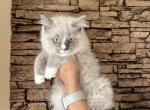 Female Ragdoll Kitty - Ragdoll Kitten For Sale - Warwick&comma; RI&comma; US