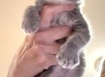 Scottish Fold Female 2 - Scottish Fold Kitten For Sale - 