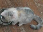 Calla - Scottish Straight Kitten For Sale - Bowie&comma; MD&comma; US