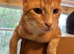 Duck - Domestic Cat For Adoption - Boloxi&comma; MS&comma; US